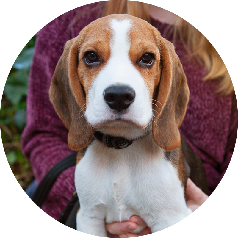 Adorable Beagle Puppy Portrait PNG Image