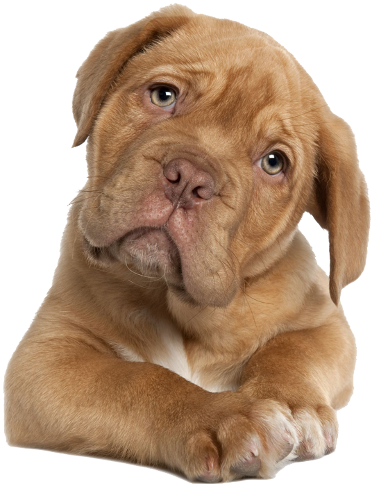 Adorable Brown Pitbull Puppy PNG Image