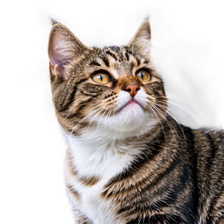 Adorable Cat Png A PNG Image