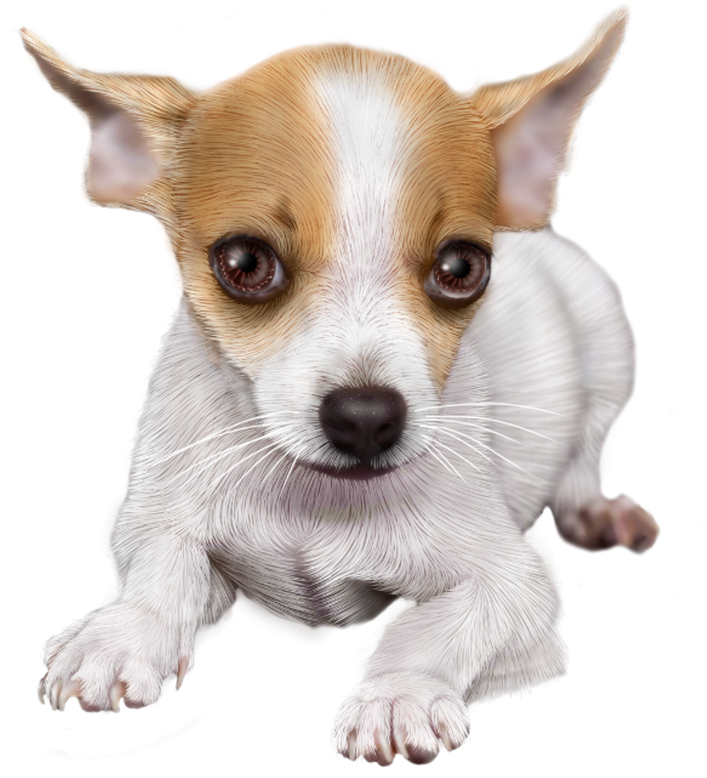 Adorable Chihuahua Puppy PNG Image