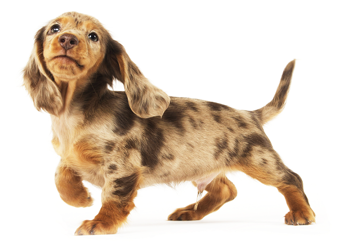 Adorable Dachshund Puppy Strut PNG Image