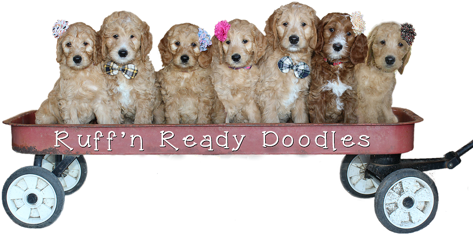 Adorable Doodle Puppiesin Wagon PNG Image