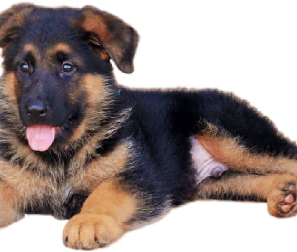 Adorable German Shepherd Puppy PNG Image