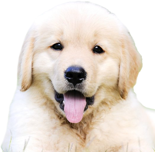 Adorable Golden Retriever Puppy PNG Image