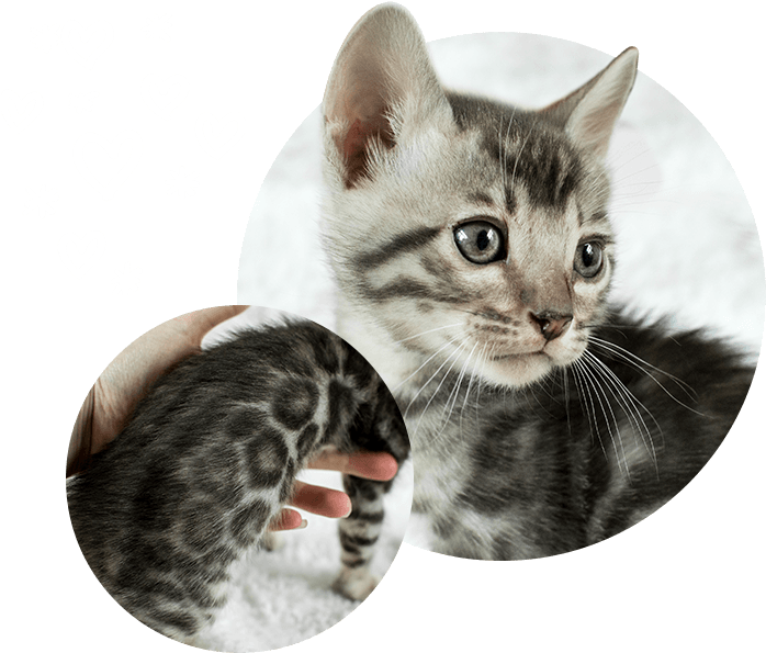 Adorable Kitten Love PNG Image