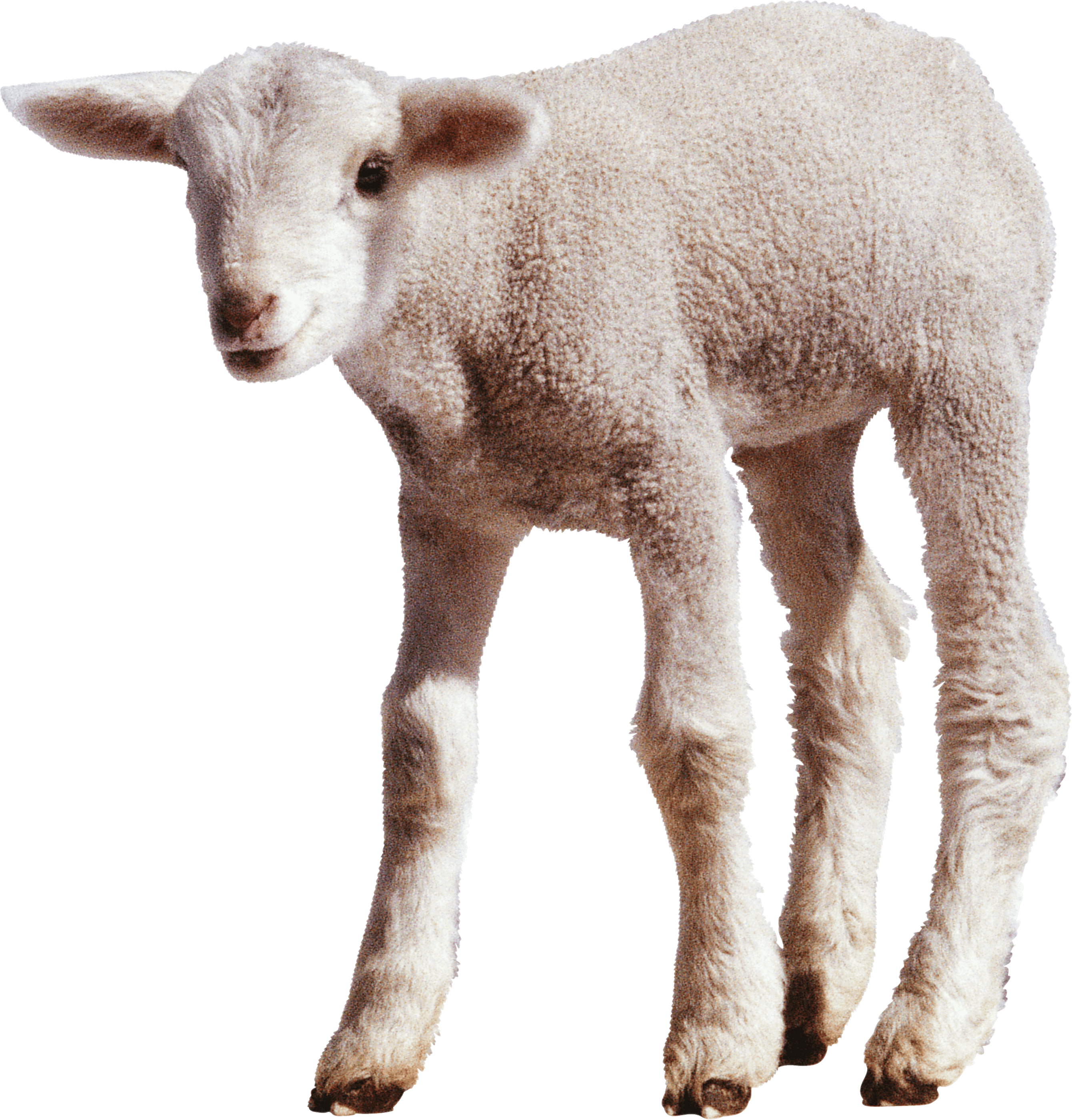 Adorable Lamb Standing PNG Image