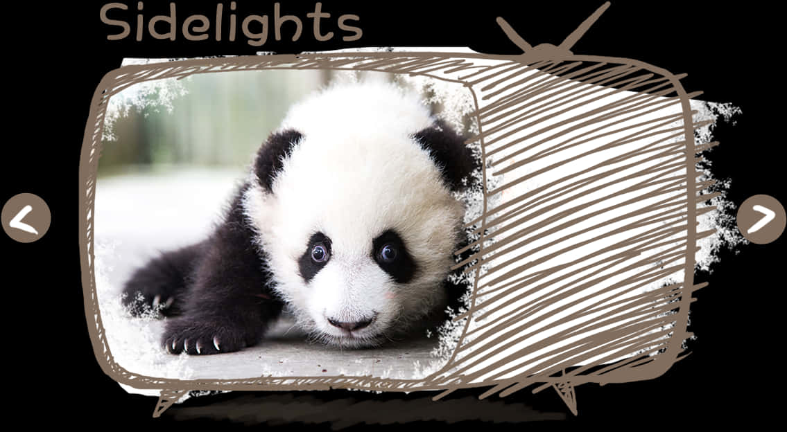 Adorable Panda Cub Sidelights PNG Image