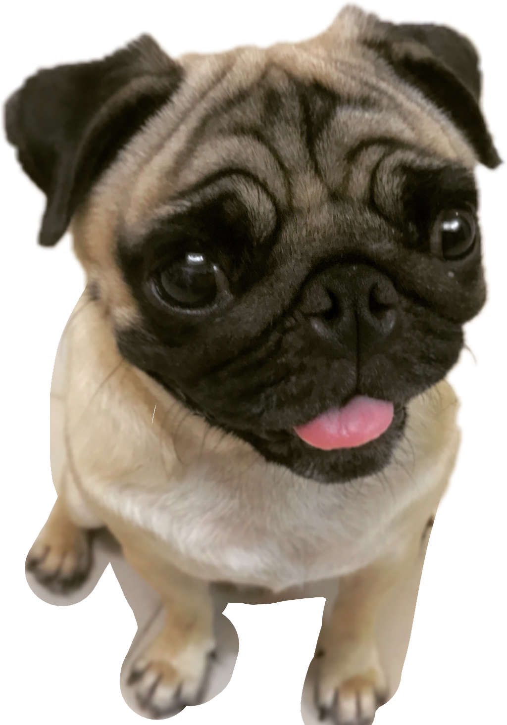 Adorable Pug Puppy Looking Up PNG Image