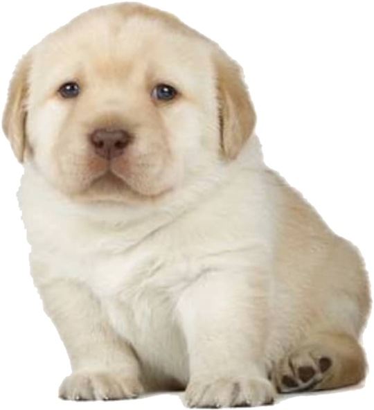 Adorable Yellow Labrador Puppy PNG Image