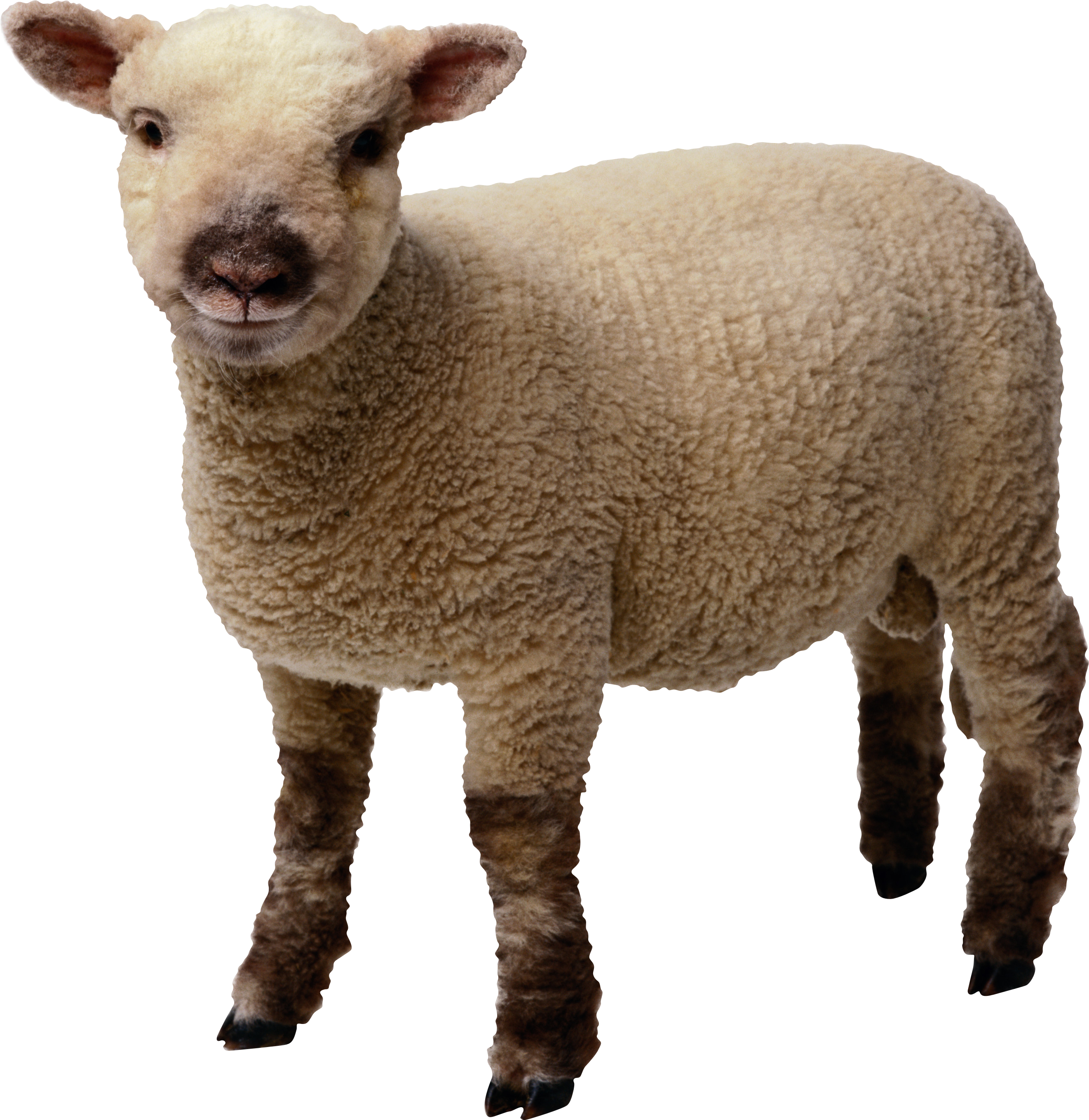 Adorable Young Sheep Standing PNG Image