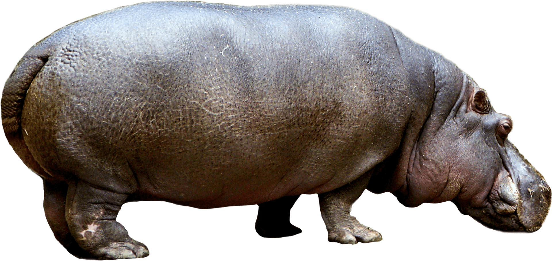 Adult Hippopotamus Isolated PNG Image