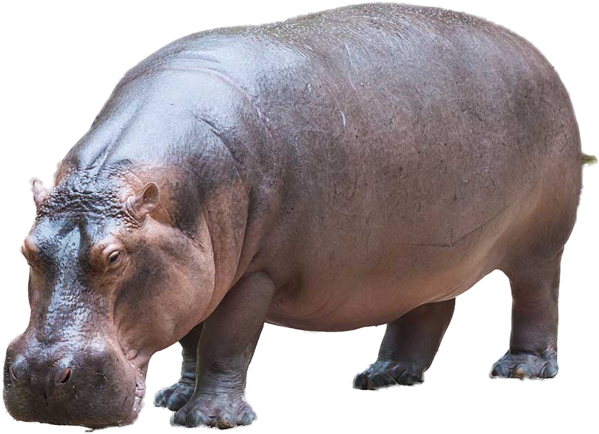 Adult Hippopotamus Standing Transparent Background PNG Image