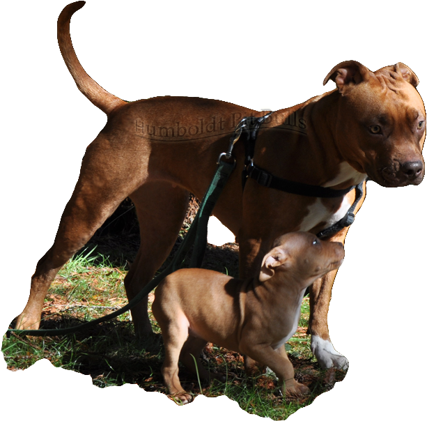 Adultand Puppy Pitbull Bonding PNG Image