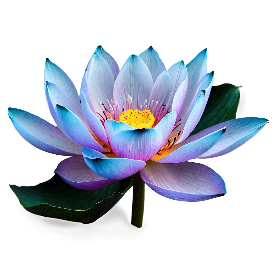 Aesthetic Blooming Lotus Png 06112024 PNG Image