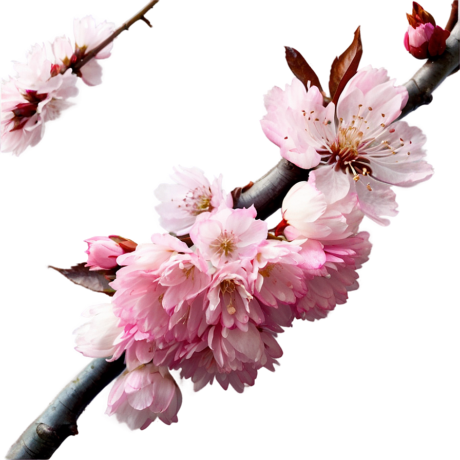 Aesthetic Cherry Blossom Png Asg46 PNG Image