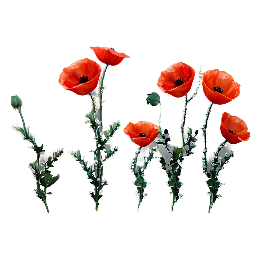 Aesthetic Poppy Flower Delicacy Png Rmd PNG Image