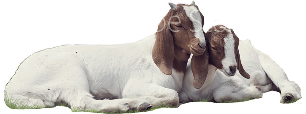 Affectionate Goats Resting Together PNG Image