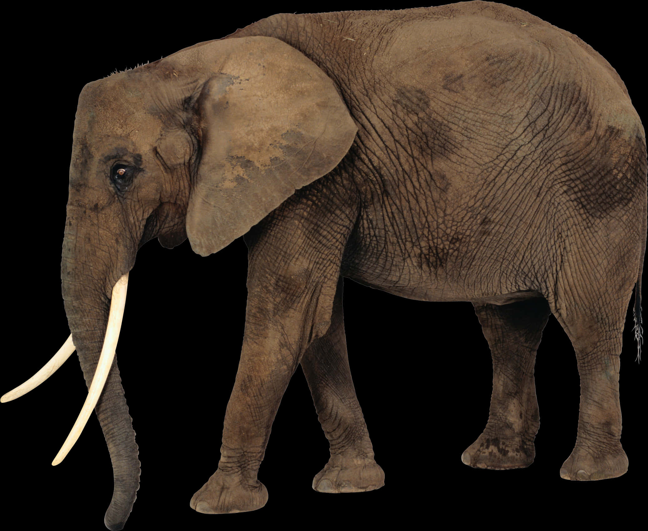 African Elephant Isolatedon Black PNG Image