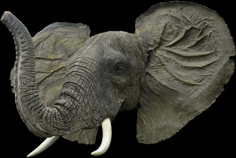 African Elephant Portrait Black Background PNG Image