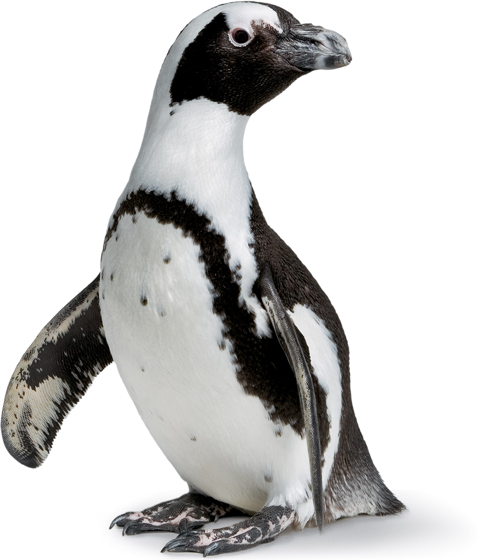 African Penguin Portrait PNG Image