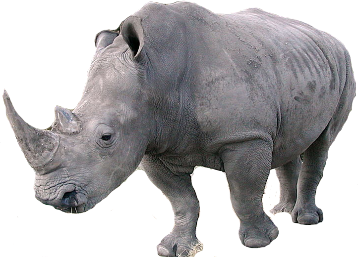 African Rhinoceros Isolated PNG Image