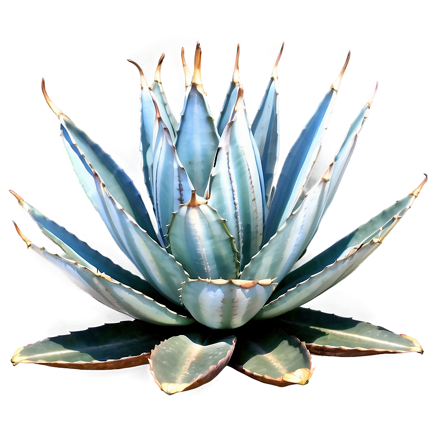 Agave Americana Plant Png Uqb PNG Image