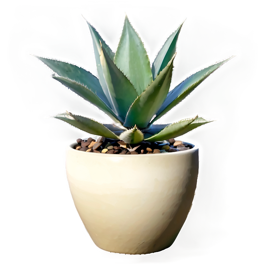 Agave In Pot Png 76 PNG Image