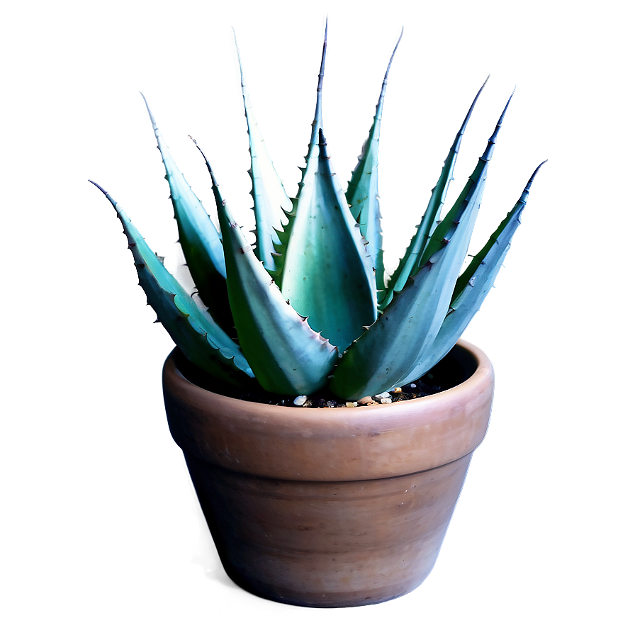 Agave In Pot Png Nmr30 PNG Image