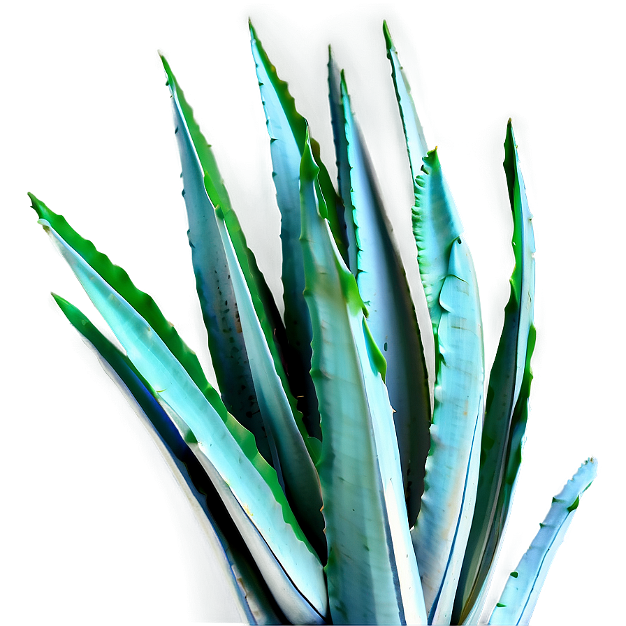 Agave Leaves Png 61 PNG Image