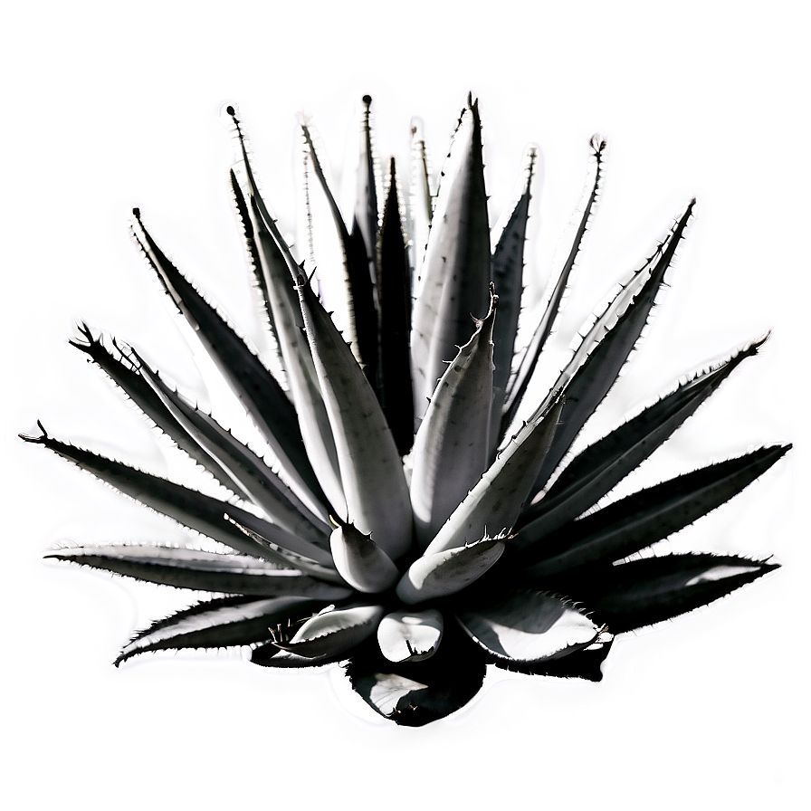 Agave Plant Black And White Png 36 PNG Image