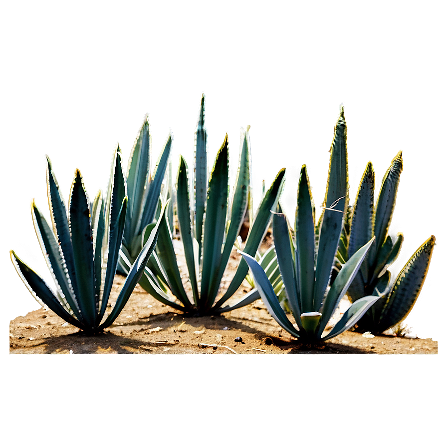 Agave Plant Field Png 63 PNG Image