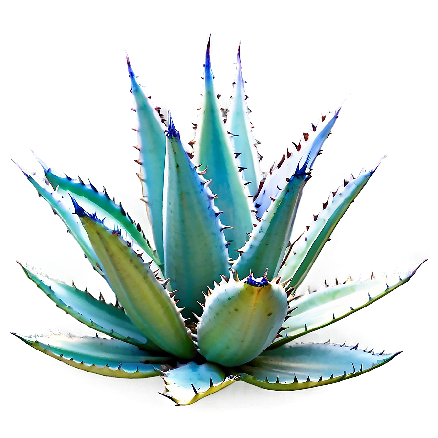 Agave Plant In Nature Png 59 PNG Image