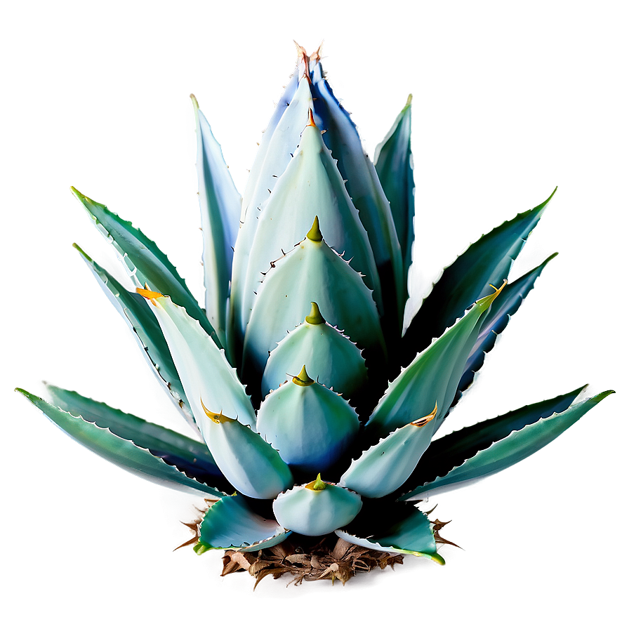 Agave Plant Pattern Png 06282024 PNG Image