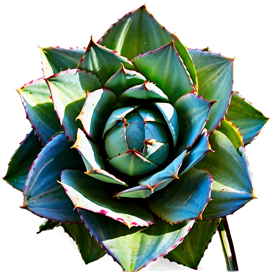 Agave Plant Top View Png Cqe PNG Image