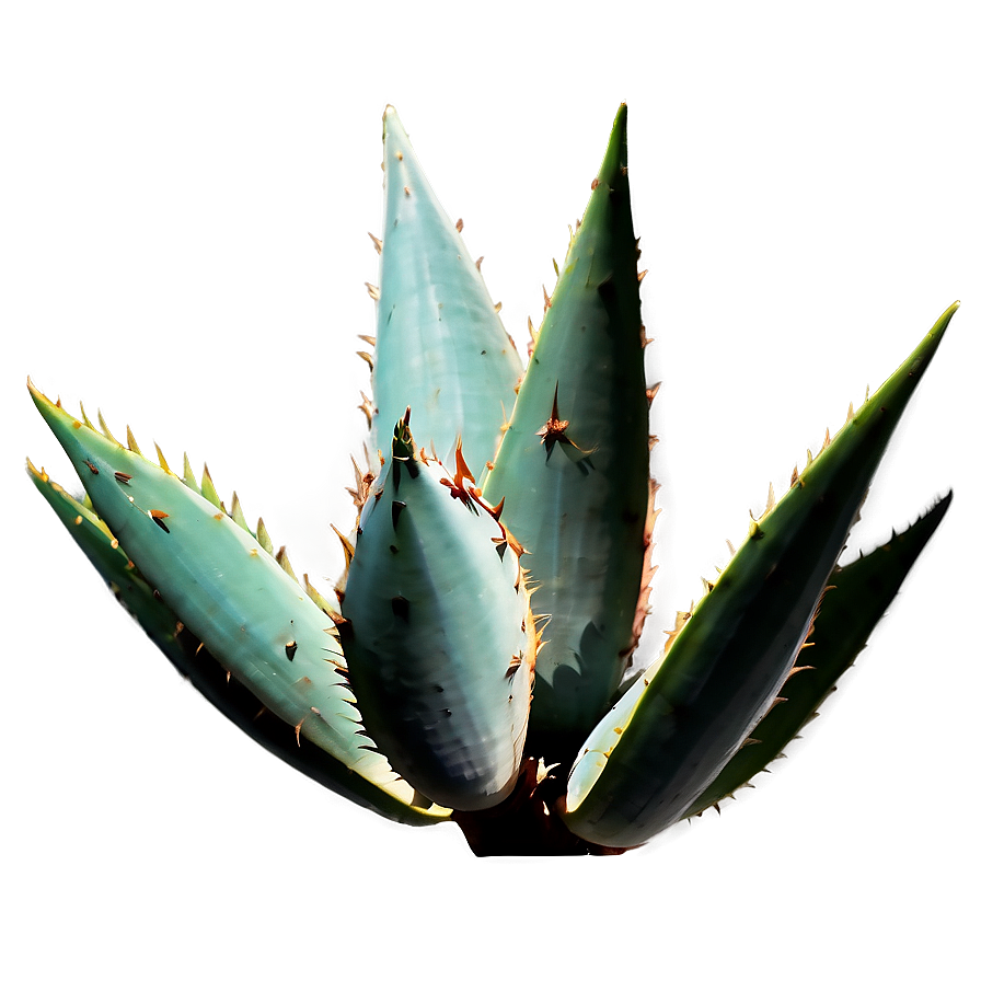 Agave Silhouette Png 66 PNG Image