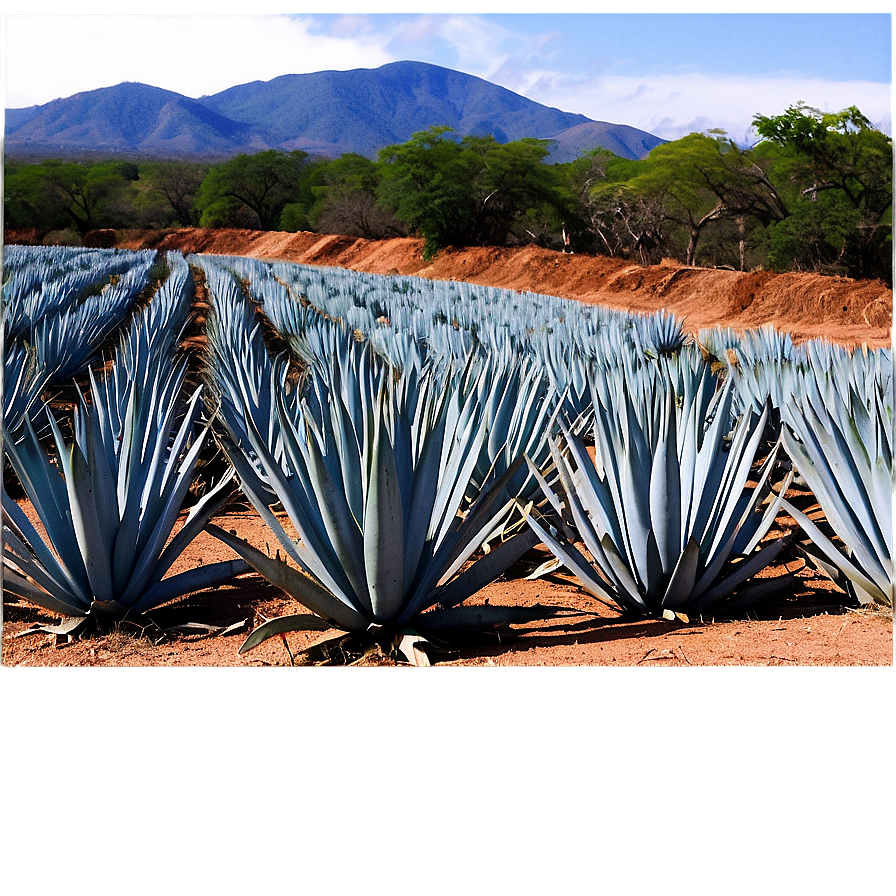 Agave Tequila Field Mexico Png 70 PNG Image