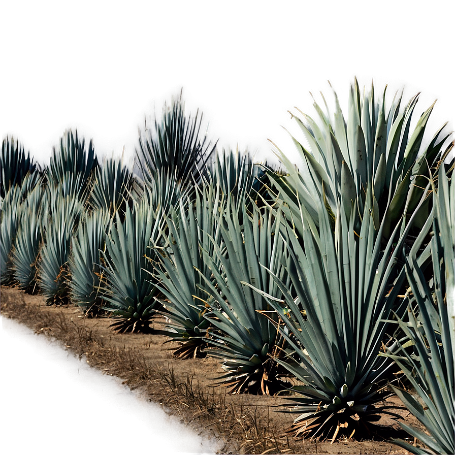 Agave Tequila Field Mexico Png Erp PNG Image