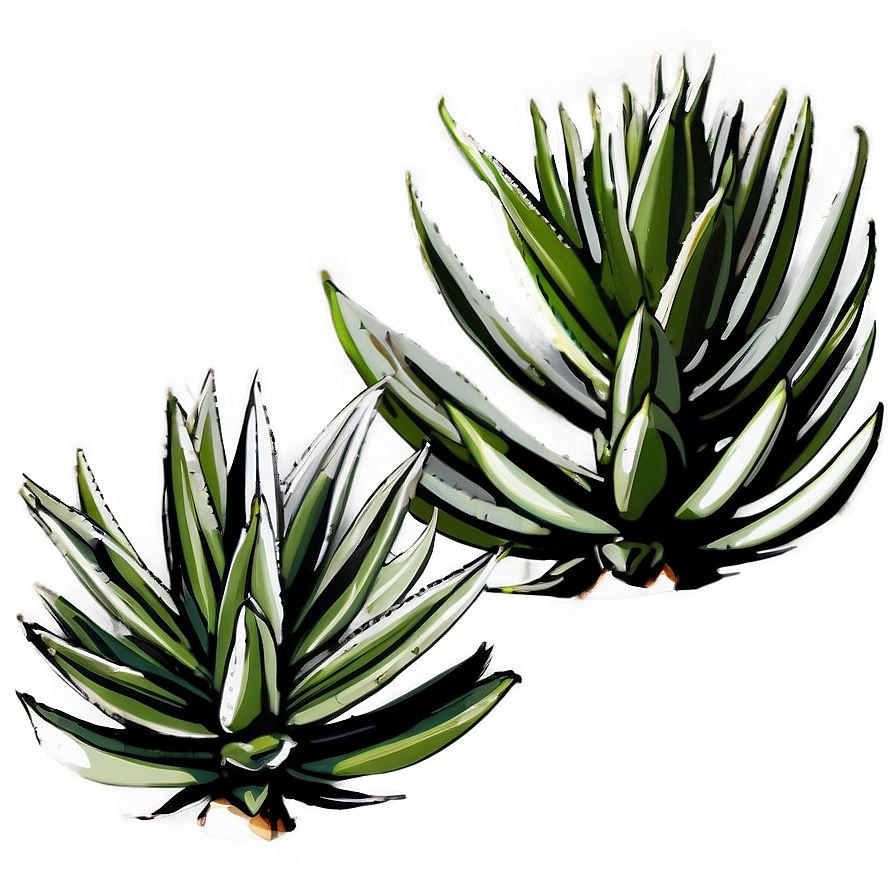 Agave Tequilana Plant Png 87 PNG Image