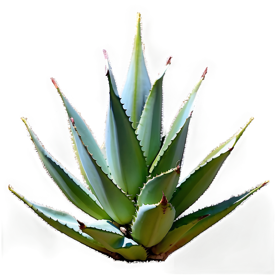 Aged Agave Plant Png 57 PNG Image