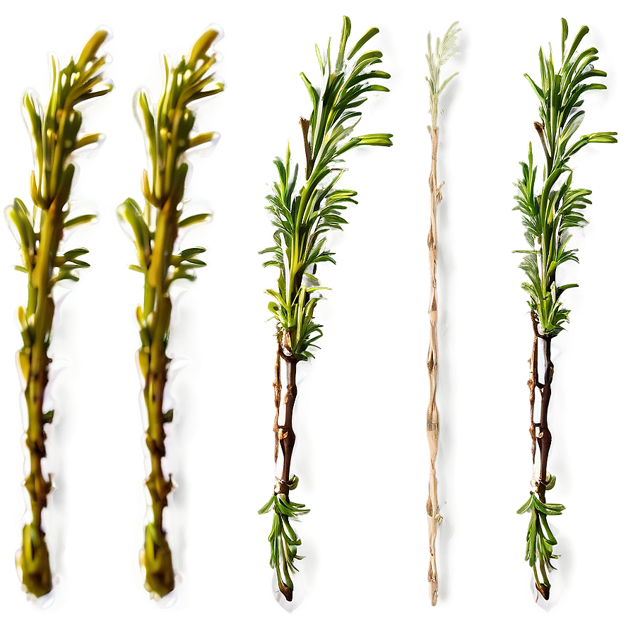 Aged Rosemary Twig Png Opy PNG Image