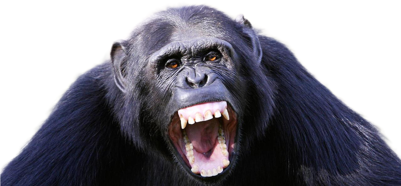 Aggressive Chimpanzee Display PNG Image