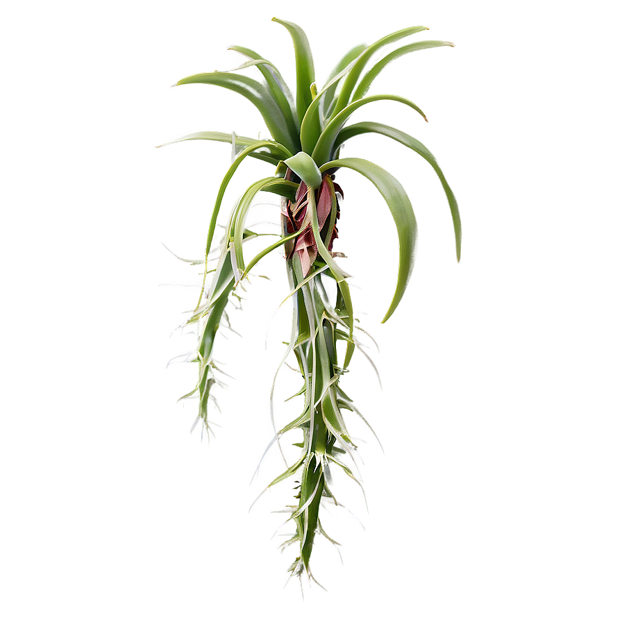 Air Plant Clipart Png 95 PNG Image