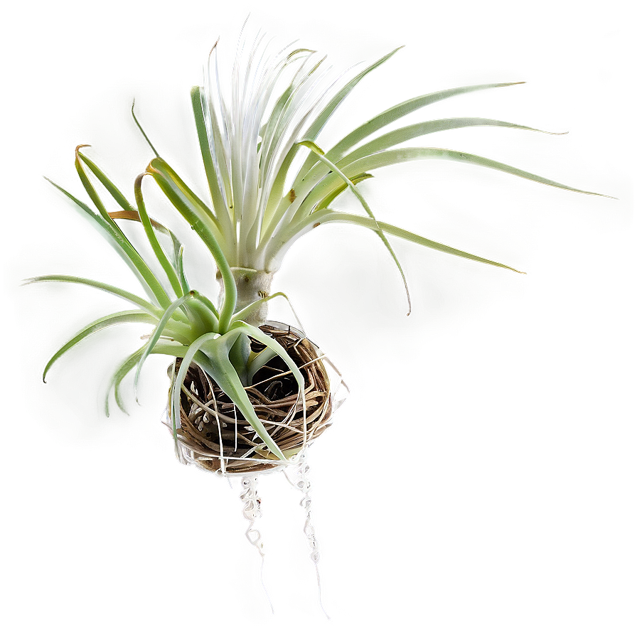 Air Plant Hanging Png 05252024 PNG Image