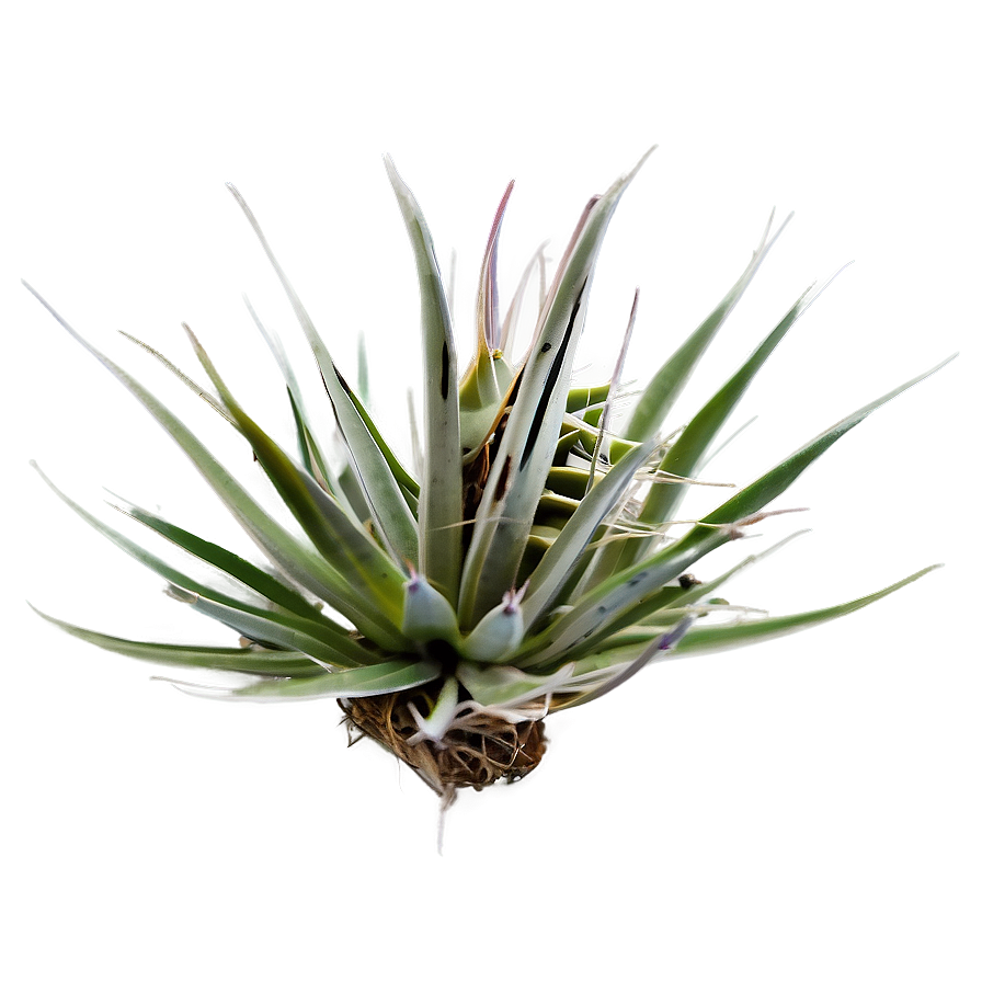 Air Plant Png 24 PNG Image