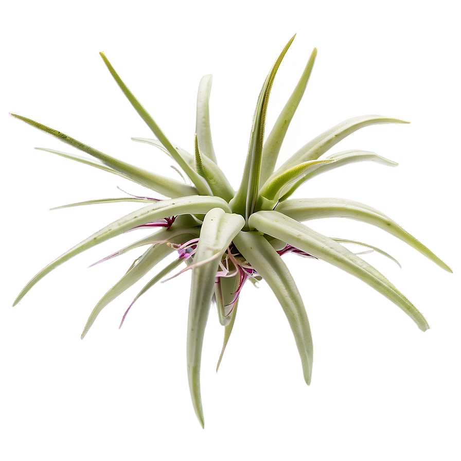 Air Plant Png 94 PNG Image