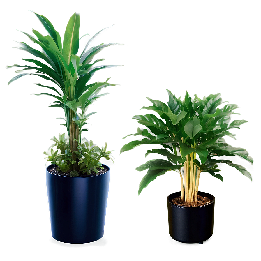 Air Purifying Plants Png Xuj87 PNG Image