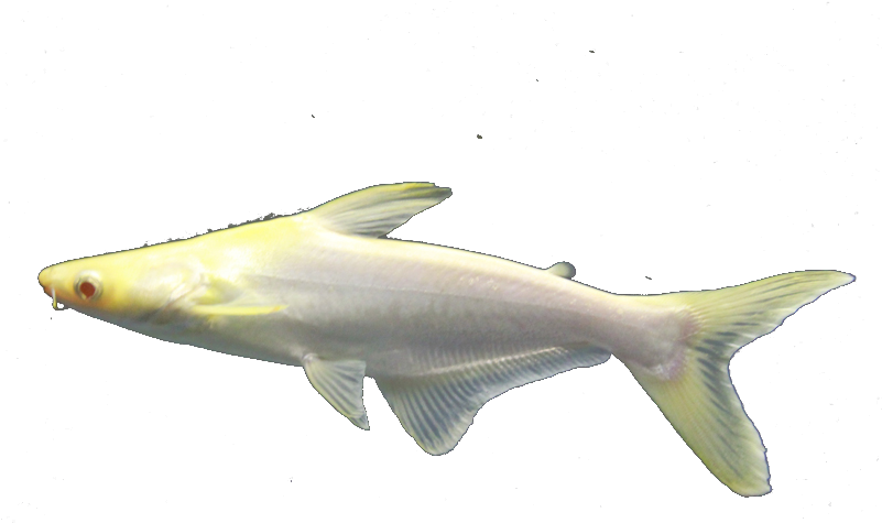 Albino Carp Swimming PNG Image