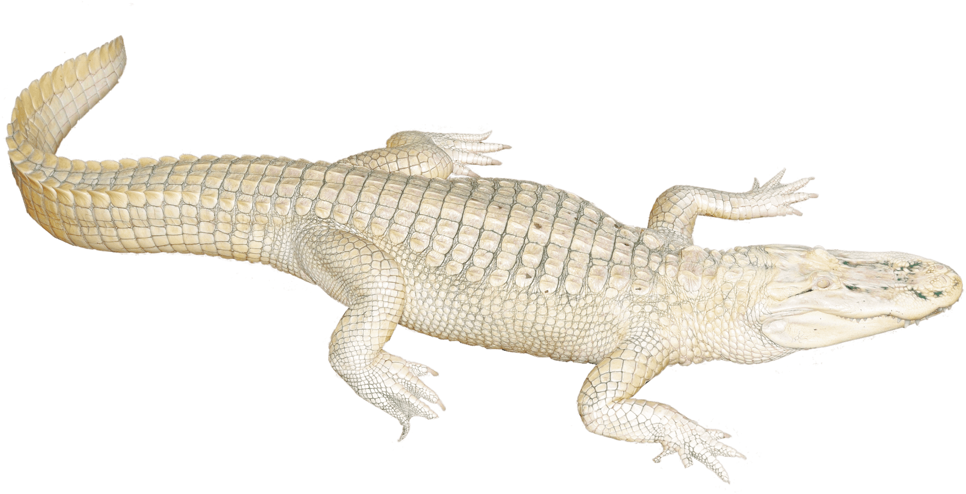 Albino Crocodile Illustration PNG Image