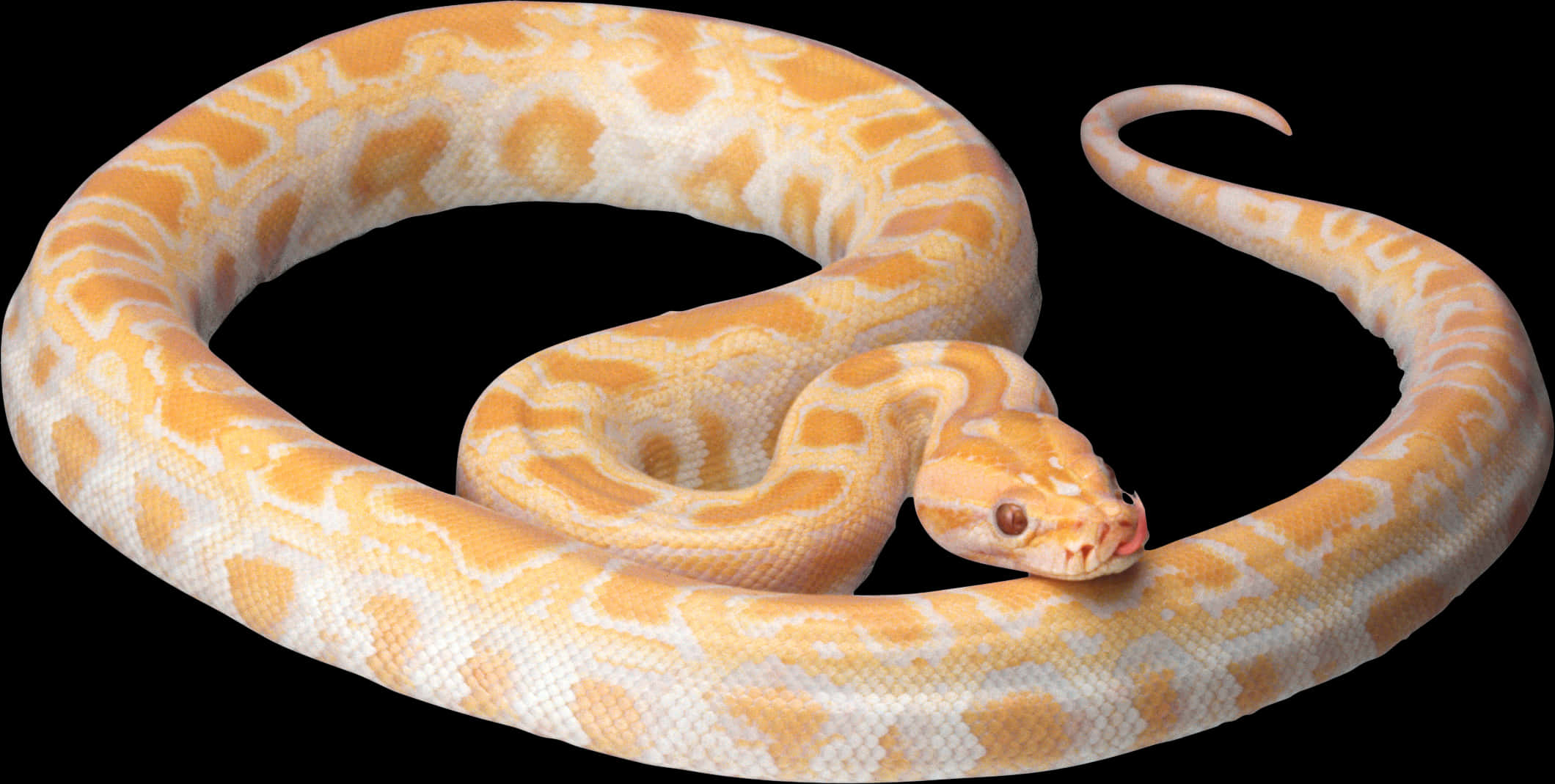 Albino Python Elegant Pose PNG Image