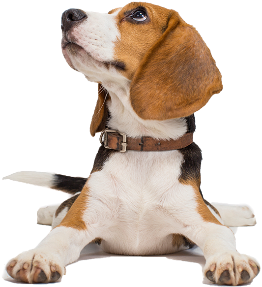 Alert Beagle Pose PNG Image